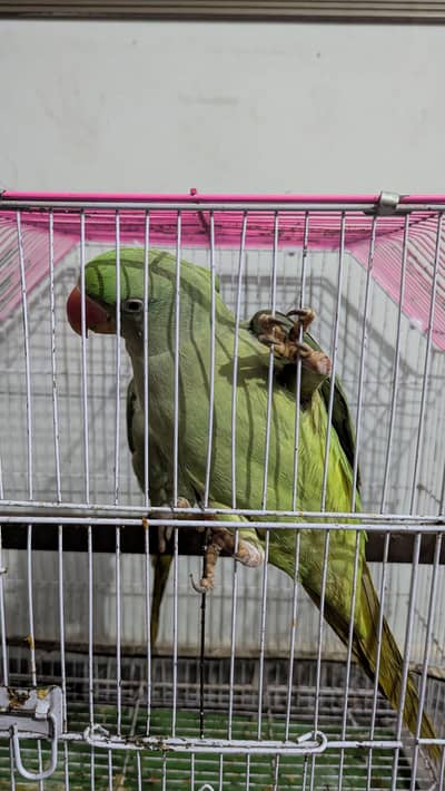 Pahari Parrot Male Specie pair