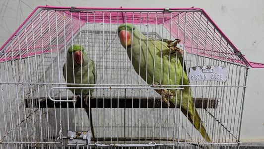 Pahari Parrot Male Specie pair