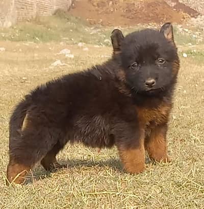 German Shepherd puppies for sale