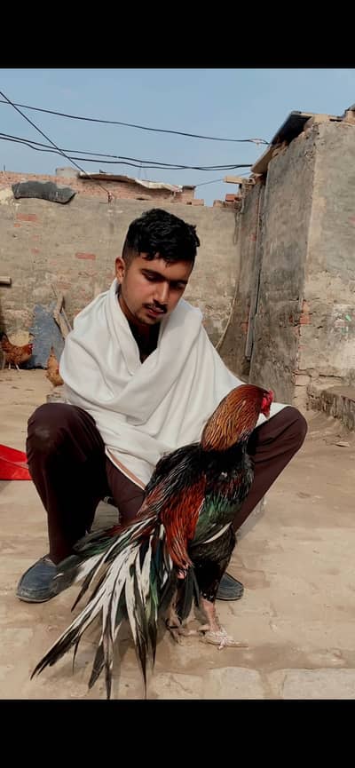 Aseel top quality breeder male available