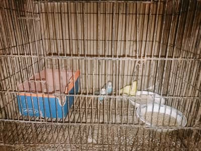 1 pair ha or 1 female  blue pair and yellow female