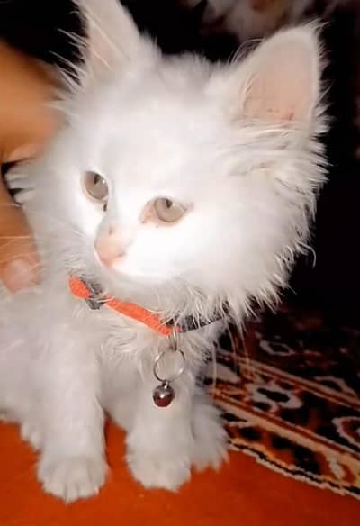 Persian Cat baby