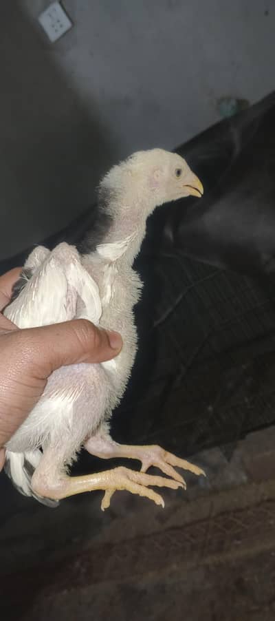 Aseel Shamo | White Shamo Chicks | Lakha Aseel | Chicks | Hens
