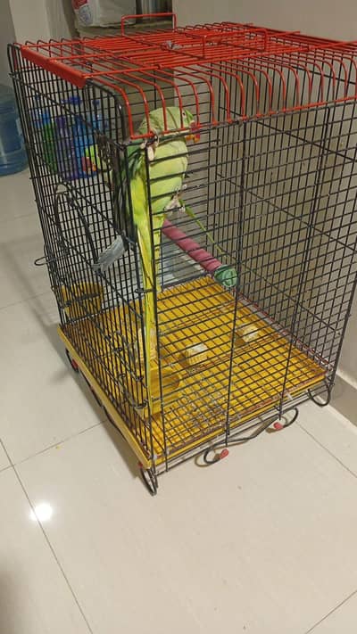 Raw Parrot Pair For Sale