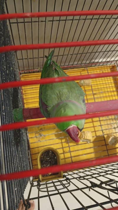 Raw Parrot Pair For Sale
