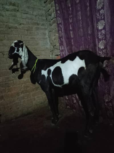 goat for sale 03016121439