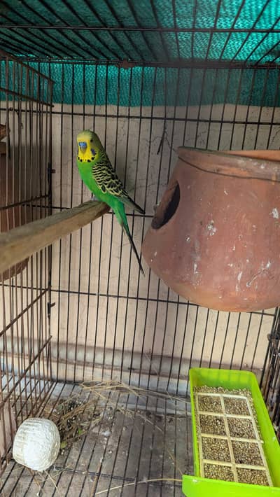 Budgies Blackwing Blackface splits simple