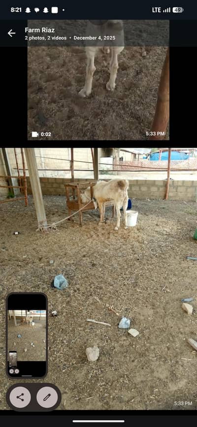 gulabi breeder for sale