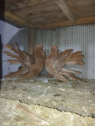 yellow American pair