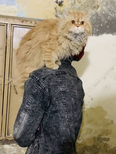 Triple coated silky fur percussion