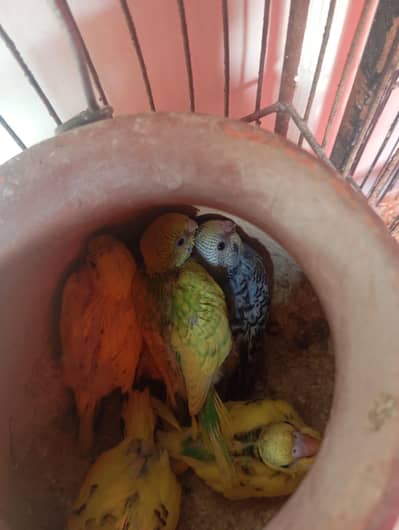 budgie breeding setup