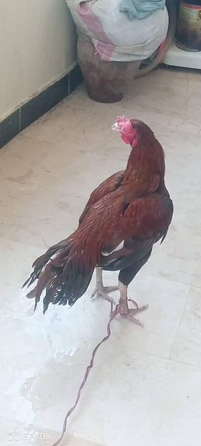 Murga bilkul okay Hai bimar Nahin Hai