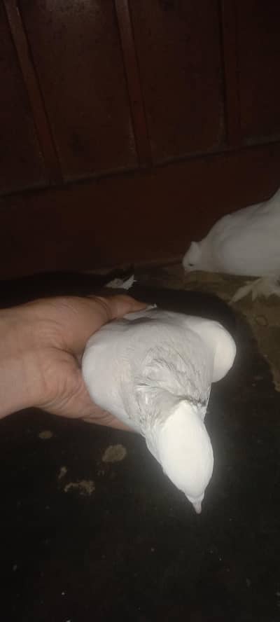 lakha kabutar breeder pyar number 03702283139