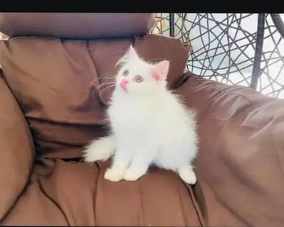 Persion Cat Semi Punch Face