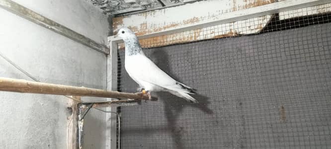 sialkoti chuhe bacche