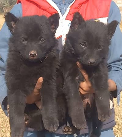 black German Shepherd puppies for sale