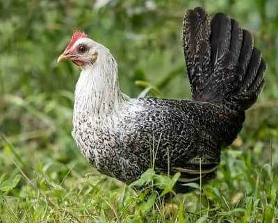 astrolop Rir fayoumi  golden misri