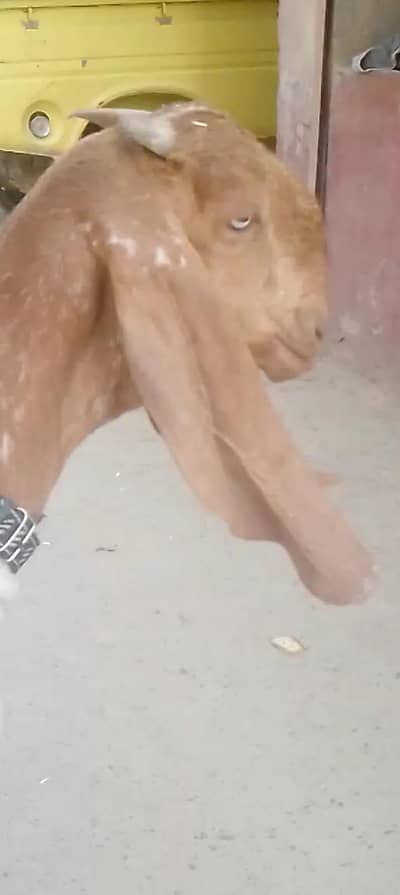 2 dant path doodh py Makhi china 03002055452