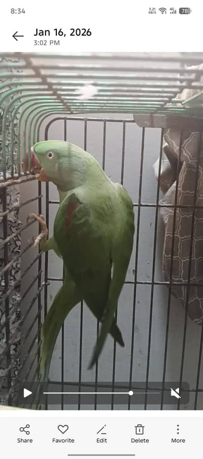 green raw ringneck