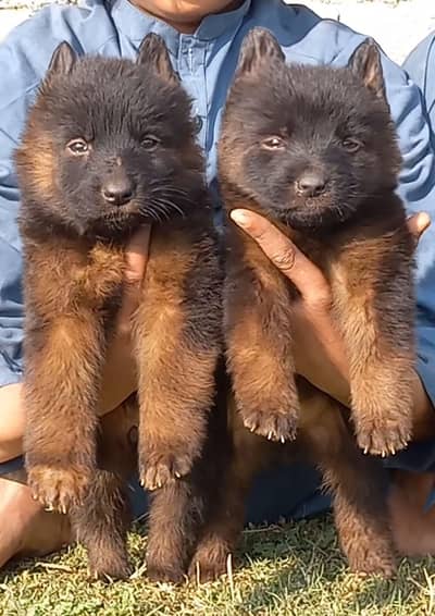 German Shepherd puppies for sale