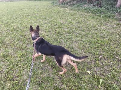 German shepherd Female
