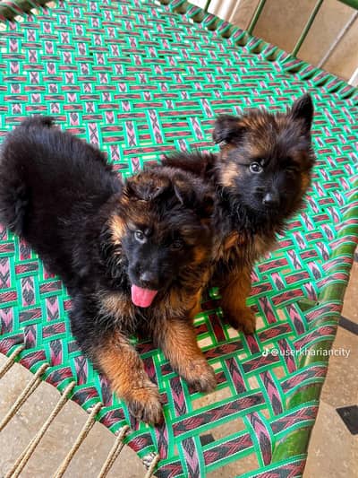 German shepherd puppy for sale