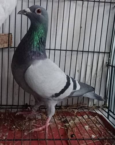 kasad kabuter male For Sale