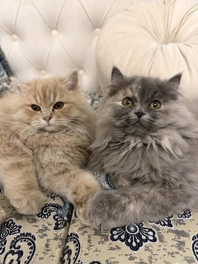 Persian Cat Pair 2 Months Old