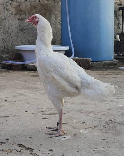 heera aseel breeder murgi