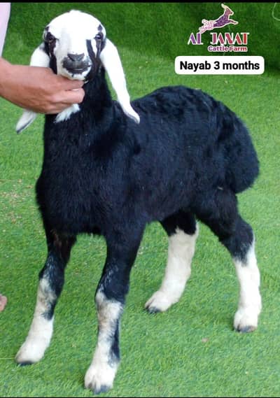 VIP printed turkey sheeps