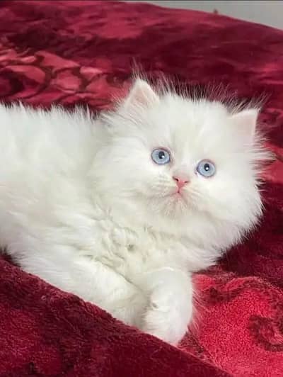 Persian female kitten for sale 03703659859 WhatsApp number