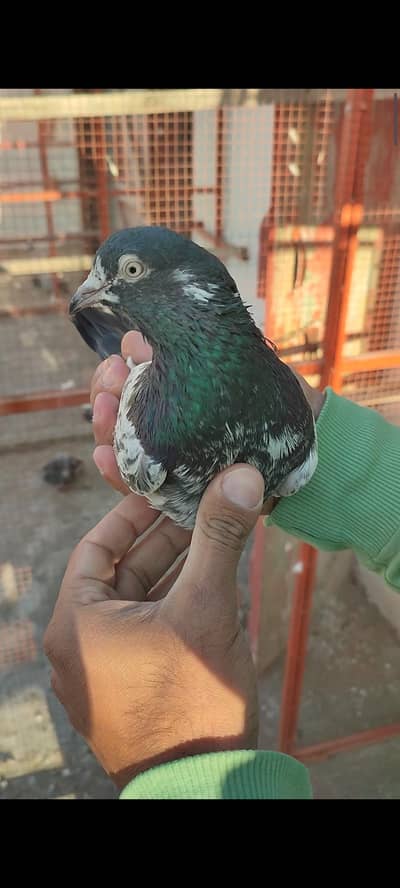 breeder 3 teddy male pure bloodline ch sab wale