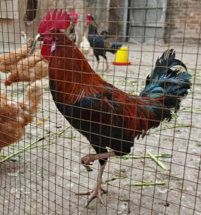 DESI MURGA || PURE BREED || HEALTHY ROOSTER || HEN