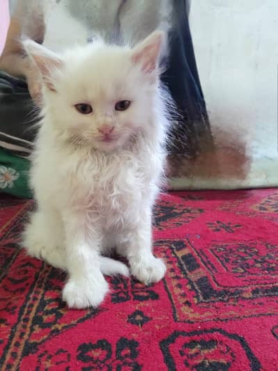 PERSIAN KITTEN