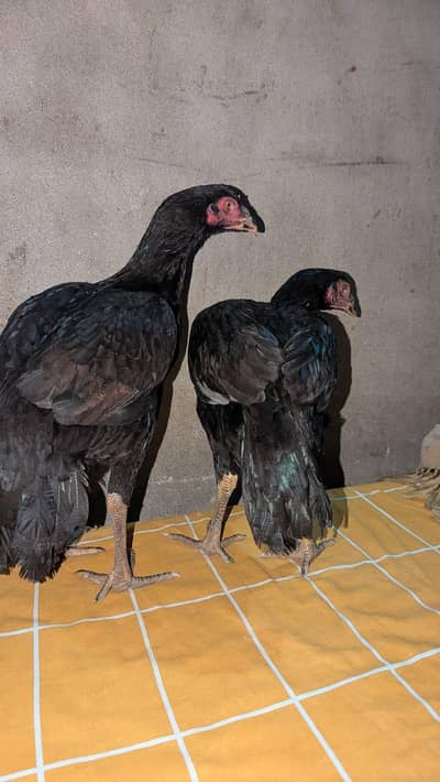 15000 aseel shandhi original