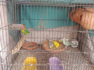 Australian and Love Bird for sale with Cage