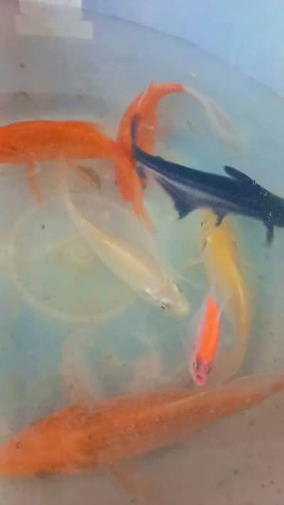 Urgent Sale of 3 Golden Fishes, 2 White Koi, 1 Shark & 1 color Tetra