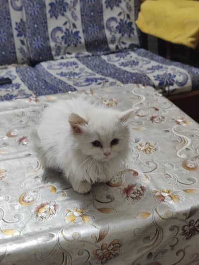 Purshien cat Thrippel coat