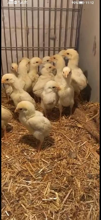 shamo chicks 1 months