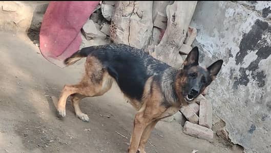 German shepherd female