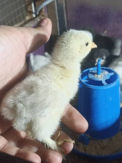 White & black bantam chicks