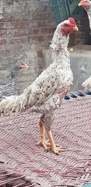 shamo breeder male + chicks