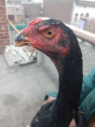 Aseel Shamo  cross Phata for sale.