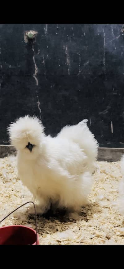 White silkie chicks (F1 quality)