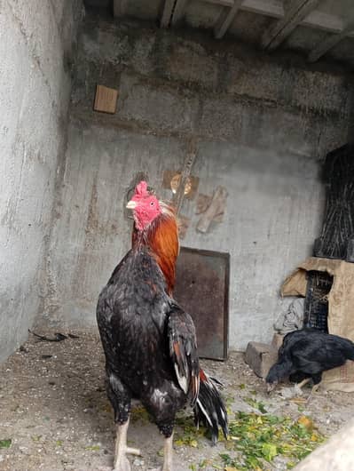 aseel breeder 03065578288