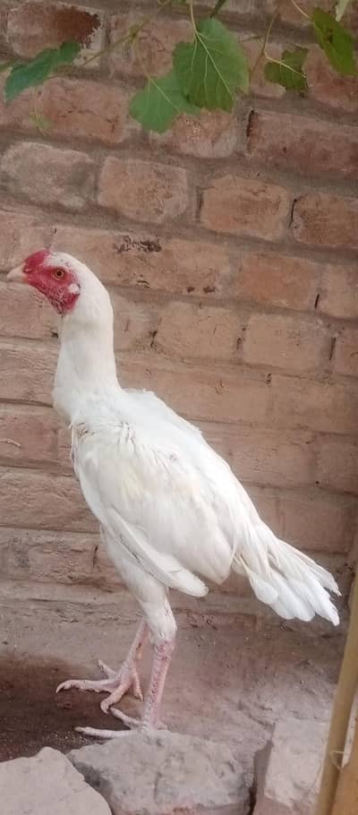 paper white aseel urgent for sale.