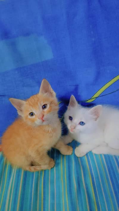 Adorable 3-Week-Old Motherless Kitten – Needs Loving Home!