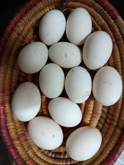 Firtile Duck eggs , Best for hatching and eating