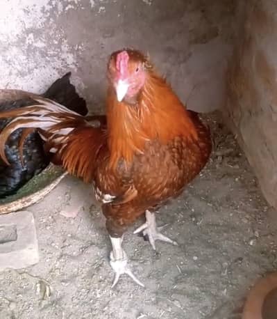 Pella aseel 03017020091