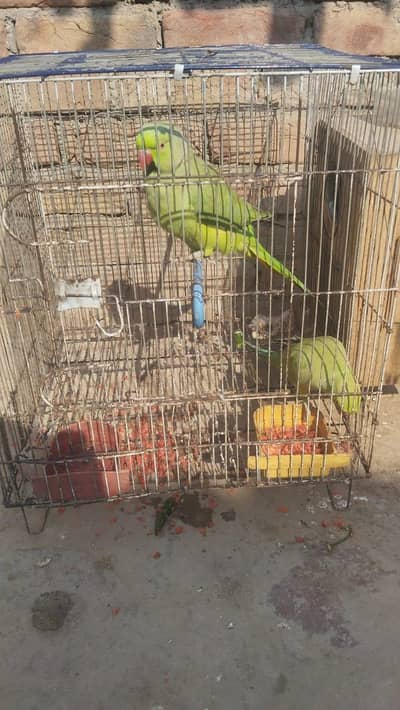 Ringh Neack Pair With Cage For sale